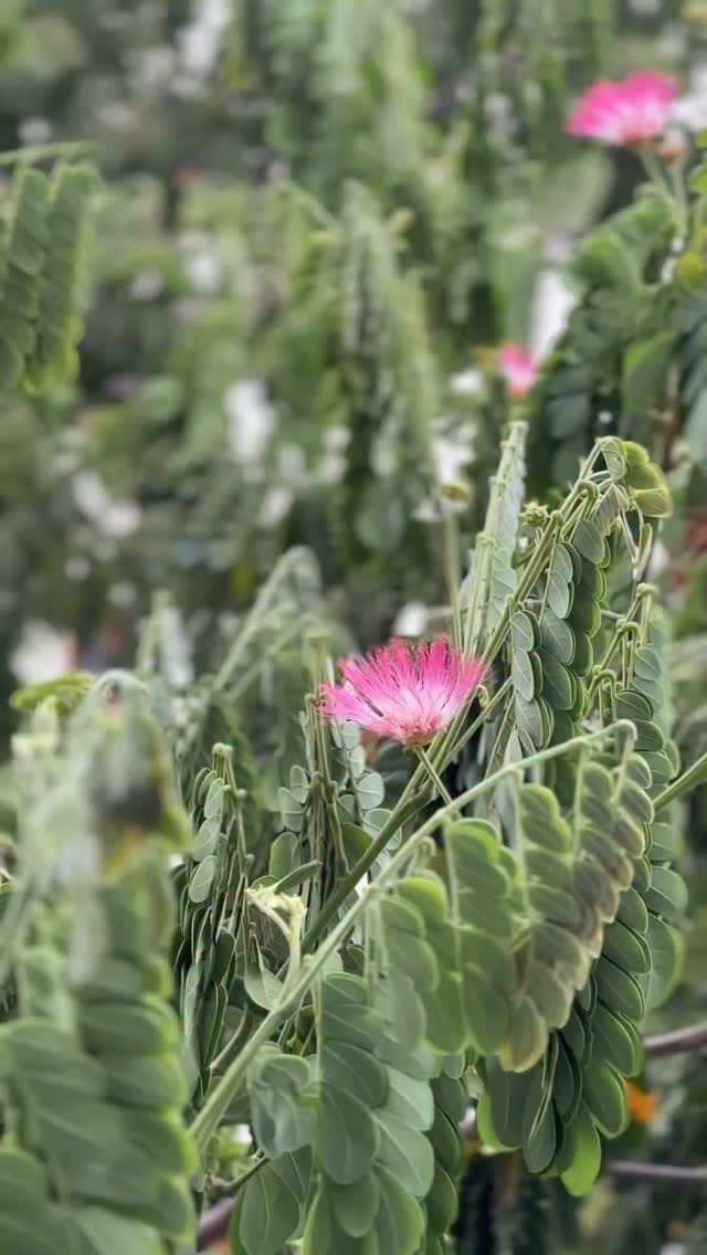 Minivlog #342 | Morning spinach juice oda day start paniyachu | #mrswolften 
Spinach juice Recipe : 
spinach -1bunch 
Pineapple -2cups 
Ginger -1piece 
Lemon -1 peeled 
Coriander- 1/2cup 
Mint -1/2cup 
Cucumber -2 
Black salt -pinch 
Turmeric and pepper (optional ) 
#juicer #sujathajuicer 
#spinachsmoothie #juicer #spinachjuiceblend