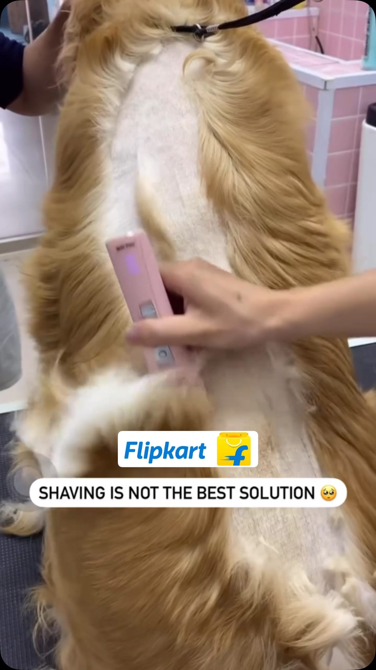 Shedding Brush